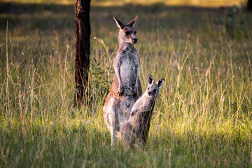 Kangaroo mum with a baby
