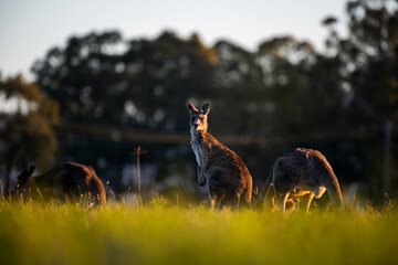 Kangaroo herd in the grass  Hunter Valley Australia