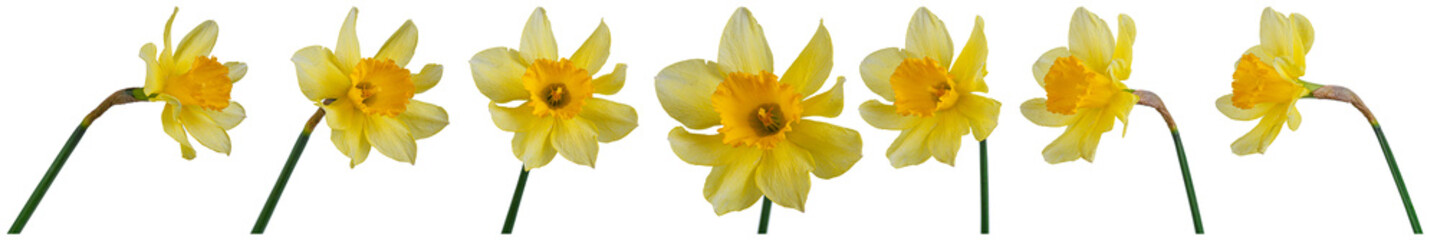 Fototapeta na wymiar beautiful yellow flowers daffodils in a vase on a transparent white background close-up