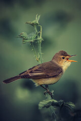 Close-up Melodious warbler bird (Hippolais polyglotta) hanging on a branch with out of focus background, singing on a beautiful summer evening with soft backlight on a Dark green background.