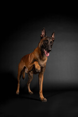 Belgian shepherd dog studio photo session on a black background
