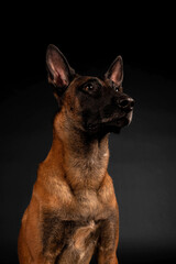 Belgian shepherd dog studio photo session on a black background
