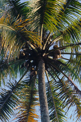 Obraz premium coconut tree on blue sky