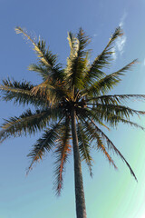 Fototapeta na wymiar coconut tree on blue sky