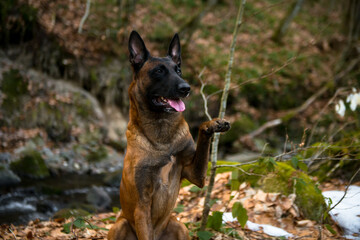 Dog Belgian Shepherd Malinois walks in the forest