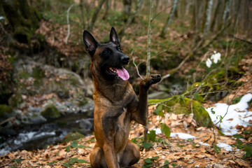Dog Belgian Shepherd Malinois walks in the forest