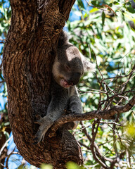 Koala sleeping on a tree Portrait Magnetic Island Australia