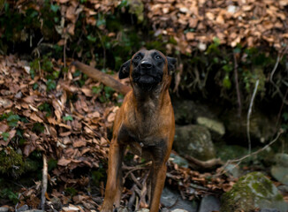 Dog Belgian Shepherd Malinois walks in the forest
