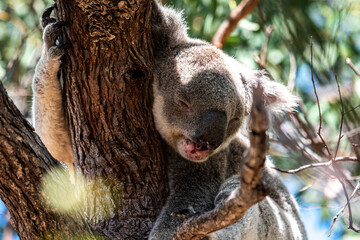 Sleeping Koala Portrait Magnetic Island Australia