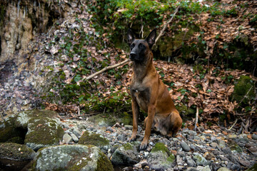 Dog Belgian Shepherd Malinois walks in the forest