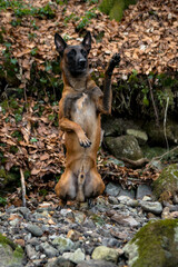 Dog Belgian Shepherd Malinois walks in the forest