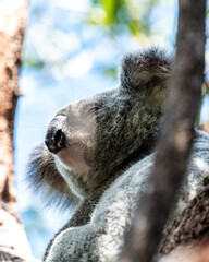 Koala Portrait Magnetic Island Australia Blue