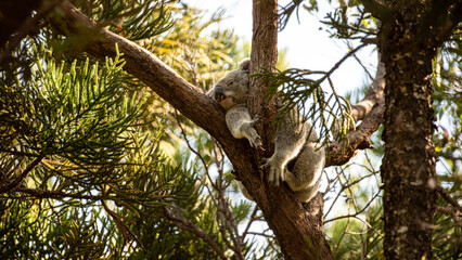 Koala on a Tree Magnetic Island Australia