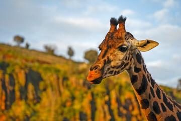Portrait of a giraffe in the wram light of the sunset..