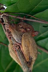 Philippine tarsier (Carlito syrichta), hanging in a little branch restinng at daylight