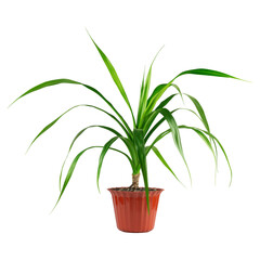 flower in a pot isolated from the background. home growing palm tree
