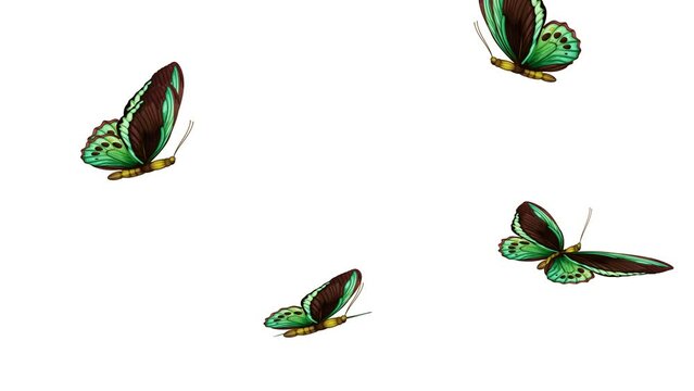 Animated Green Butterflies Dancing on White Background