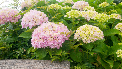 Arbusto de hortensias rosas y blancas