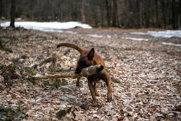 Dog Belgian Shepherd Malinois walks in the forest