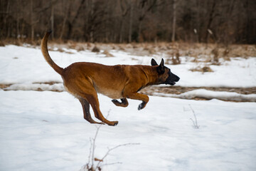 Dog Belgian Shepherd Malinois walks in the forest in winter