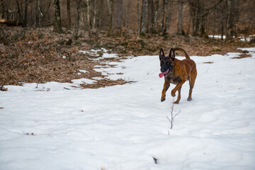 Dog Belgian Shepherd Malinois walks in the forest in winter