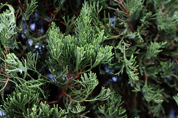 close up of a green christmas pine needles