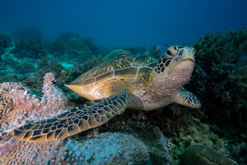 Close up of a greenturtle (Chelonya Mydas) resting in the floor of a reef