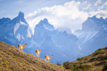 Beautiful mountain view at Torres del Paine National Park, Patagonia in Chile. Three guanaco that are local animal are standing on the field as foreground.  - obrazy, fototapety, plakaty