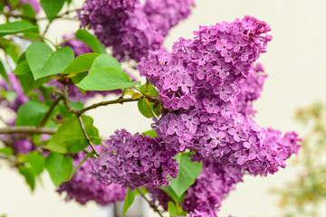 Obraz premium Purple lilac flowers blooming on a branch with green leaves, spring season and garden beauty