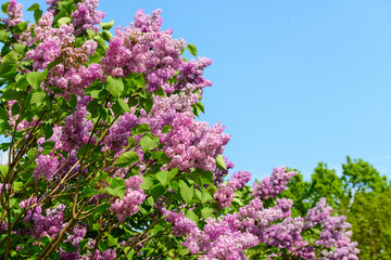 Obraz premium Beautiful violet lilac flowers on blue sky background