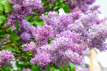 Beautiful lilac flowers on spring day, closeup