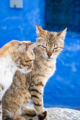Stray cats - Chefchaouen, Morocco