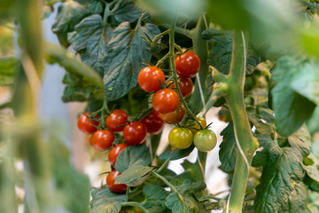 A bunch of ripe red cherry tomatoes