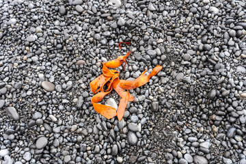 Wet orange seaweed on a Djupalonssandur black pebble beach in Iceland
