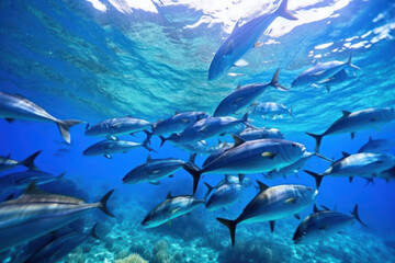 Fototapeta premium Group of tuna swimming gracefully in the crystal-clear sea, surrounded by vibrant coral reefs, illuminated by the bright afternoon sun. Generative AI.