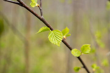 Young green birch leaves on branch
