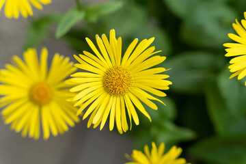 Yellow flowers of Leopard's Bane (Doronicum orientale)