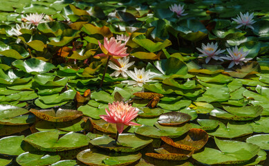 Landscaped garden pond with big orange-pink water lilies or lotus flower Perry's Orange Sunset with water drops. Nympheas against water lily Marliacea Rosea background. Flower landscape for wallpaper