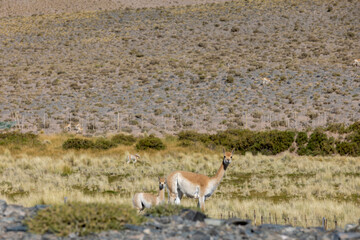 Vicunas in the remote Argentinian highlands - Traveling and exploring South America