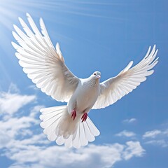 Obraz premium White dove, peace and love