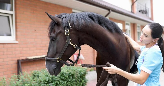 Female veterinarian doctor conducts physical examination of black horse 4k movie. Veterinarian services in equine treatment concept