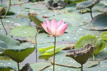 pink water lily