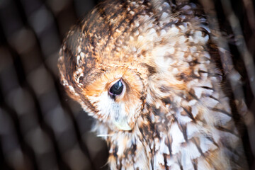 Tawny Owl (Strix aluco)