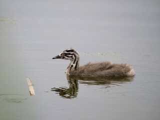 Great-crested grebe, Podiceps cristatus
