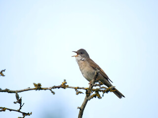 Common whitethroat, Curruca communis