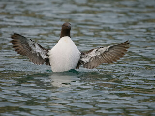 Guillemot, Uria aalge
