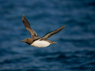 Guillemot, Uria aalge