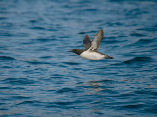 Guillemot, Uria aalge