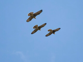 Peregrine, Falco peregrinus
