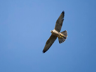 Peregrine, Falco peregrinus